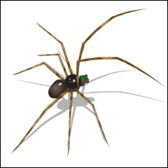 Spider Identification Chart Australia