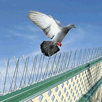 pigeon control